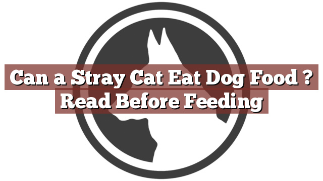 Can a Stray Cat Eat Dog Food ? Read Before Feeding