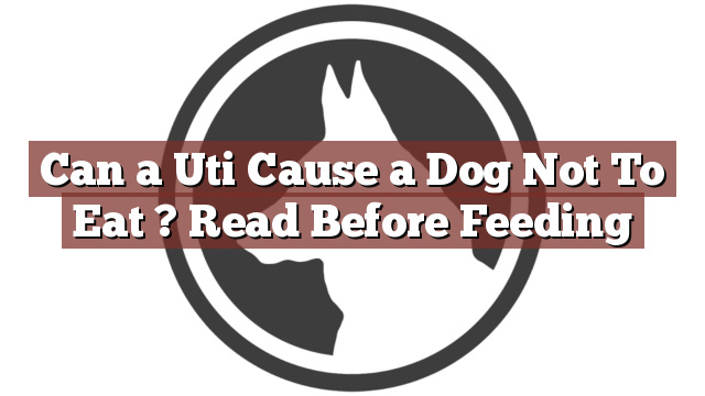 Can a Uti Cause a Dog Not To Eat ? Read Before Feeding
