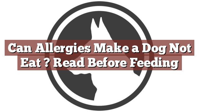 Can Allergies Make a Dog Not Eat ? Read Before Feeding