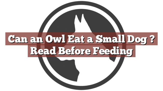 Can an Owl Eat a Small Dog ? Read Before Feeding