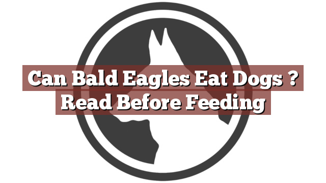 Can Bald Eagles Eat Dogs ? Read Before Feeding