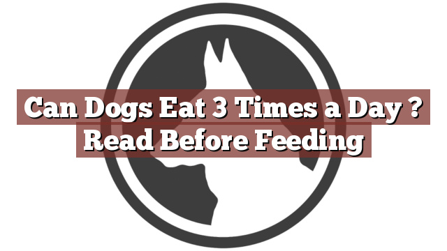 Can Dogs Eat 3 Times a Day ? Read Before Feeding