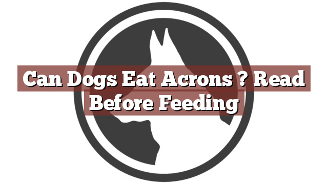 Can Dogs Eat Acrons ? Read Before Feeding