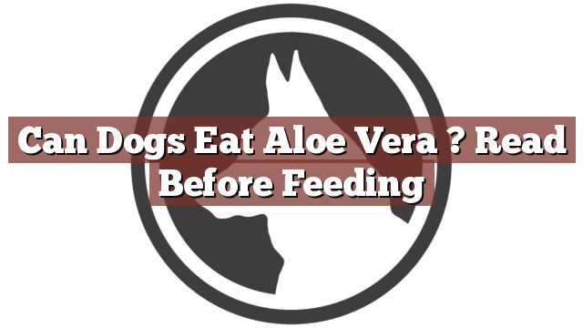 Can Dogs Eat Aloe Vera ? Read Before Feeding