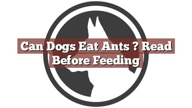 Can Dogs Eat Ants ? Read Before Feeding