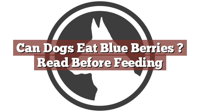 Can Dogs Eat Blue Berries ? Read Before Feeding