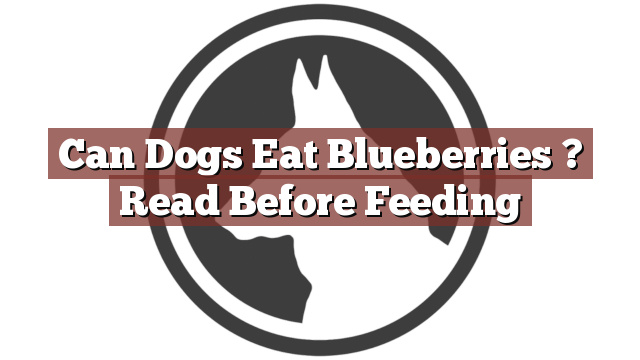 Can Dogs Eat Blueberries ? Read Before Feeding