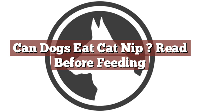 Can Dogs Eat Cat Nip ? Read Before Feeding
