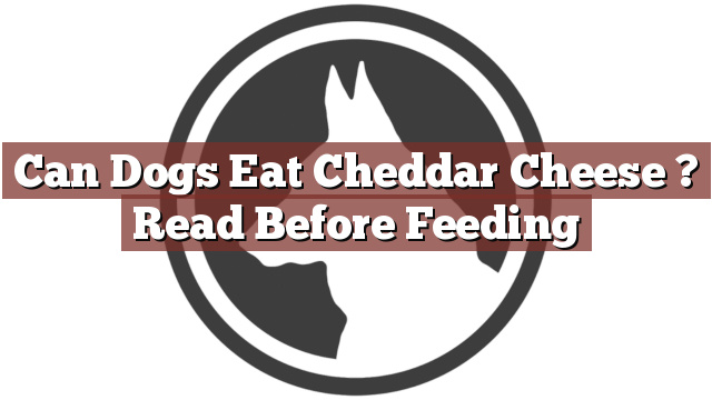 Can Dogs Eat Cheddar Cheese ? Read Before Feeding