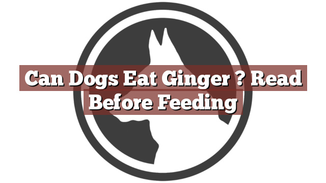 Can Dogs Eat Ginger ? Read Before Feeding