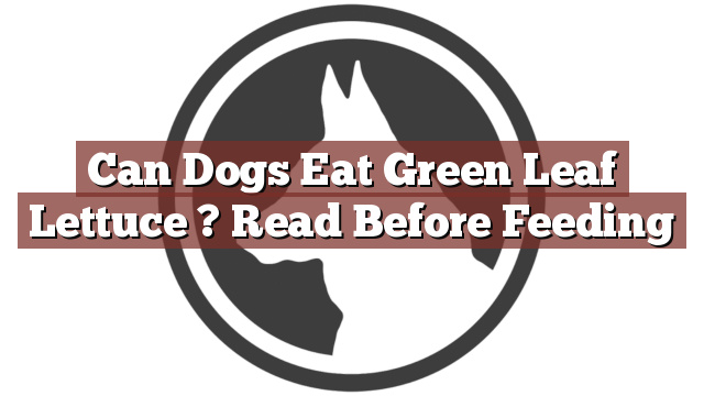 Can Dogs Eat Green Leaf Lettuce ? Read Before Feeding