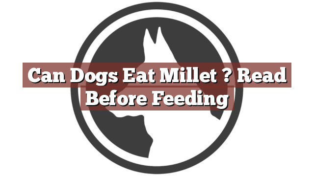 Can Dogs Eat Millet ? Read Before Feeding