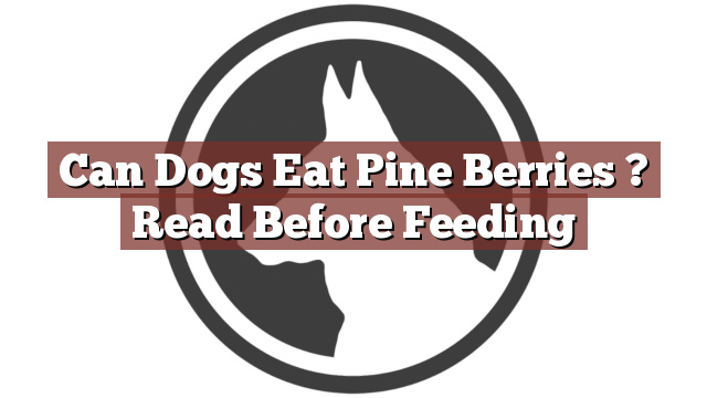 Can Dogs Eat Pine Berries ? Read Before Feeding
