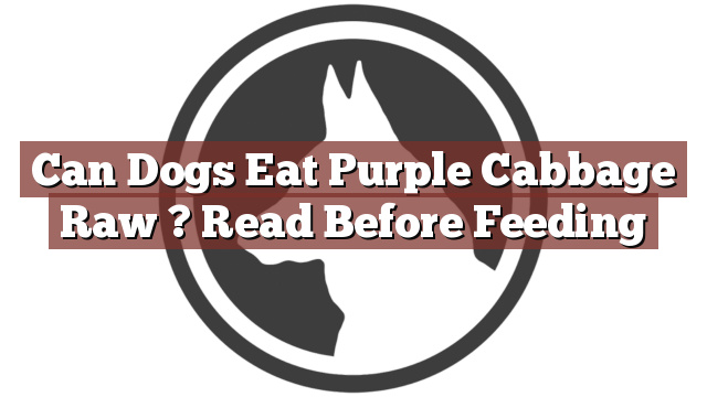 Can Dogs Eat Purple Cabbage Raw ? Read Before Feeding