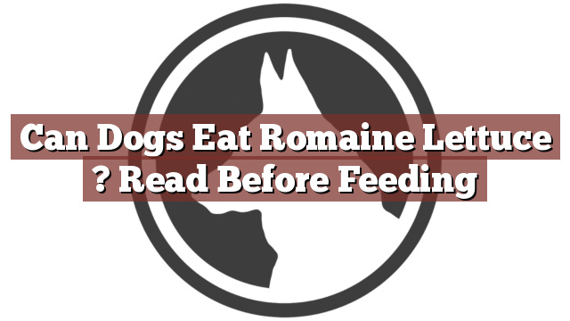 Can Dogs Eat Romaine Lettuce ? Read Before Feeding