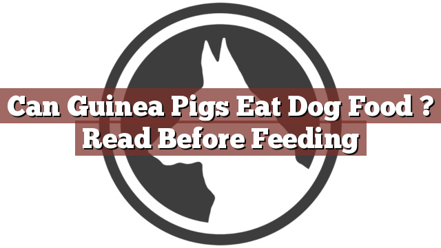 Can Guinea Pigs Eat Dog Food ? Read Before Feeding