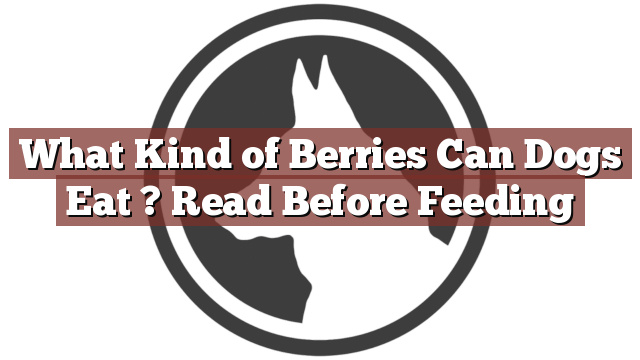 What Kind of Berries Can Dogs Eat ? Read Before Feeding