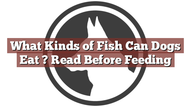 What Kinds of Fish Can Dogs Eat ? Read Before Feeding